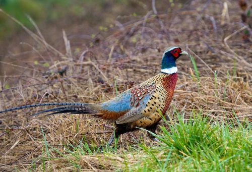 Ring-necked Pheasant by Gary Hamburgh - All Rights Reserved - ISO 800  f/5.6  1/250  260 mm
